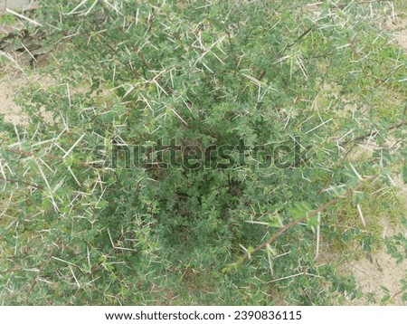 Close-up of Sidr tree. spiny tree branches, green trees and plants, natural background of green tree branches. Acacia tree branches with thorns and young green leaves