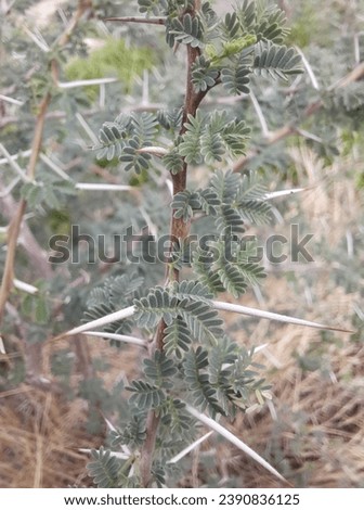 Close-up of Sidr tree. spiny tree branches, green trees and plants, natural background of green tree branches. Acacia tree branches with thorns and young green leaves