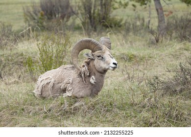 A closeup of a Sierra Nevada bighorn sheep lying on the ground with a blurry background