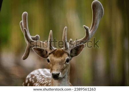 A closeup of a Sika deer, Tame sika deer, Tame deer (Cervus nippon) on blurred background