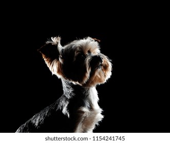 Closeup Silhouette Head Portrait Of A Yorkie Dog Looking Up