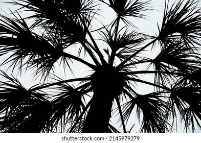 Close-up silhouette of a Sabal Palm tree.