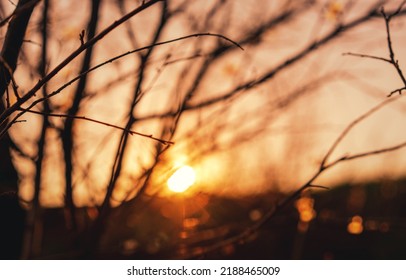 Close-up silhouette of tree branches with blurred view at sunsrise