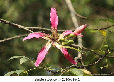 Closeup Of Silk Floss Flower.