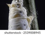 A close-up of a silkworm on a black background