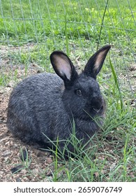 Close-up of a Silver Fox rabbit with dense black and silver fur, sitting on the ground in a grassy outdoor enclosure. The rabbit faces forward with alert ears, surrounded by green grass and soft natur