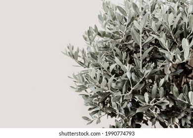 Closeup if silver leaves and branches of olive tree. Detail of Olea europaea plant againts beige wall. Empty copy space, no people. Natural Mediterranean background. - Powered by Shutterstock