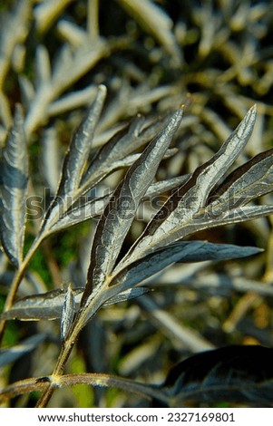 close-up of silver leaves on a bush in a garden in Helmstadt in Germany at 7.05.2023
