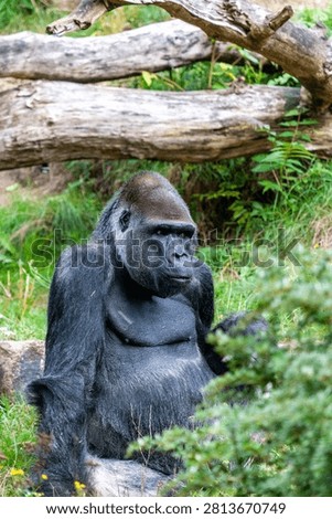 Close-up of a Silverback Gorilla -Gorilla gorilla.