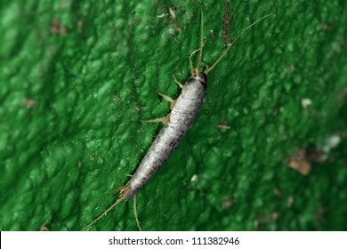 Close-up Of A Silverfish