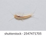 Closeup silverfish (house pest bug) on white background