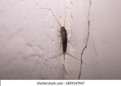 Closeup Of A Silverfish Insect At Home. Insect Pest Control.