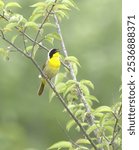 A closeup of a singing Common Yellowthroat on a branch  (Geothlypis trichas)