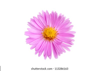 Closeup of a single aster, Michaelmas, daisy isolated against white