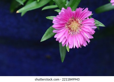 Close-up Of A Single Aster Novi Belgii Flower In A Dark Blue Plant Pot, Copy Space