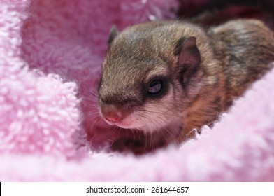 Closeup Of A Single Baby Flying Squirrel (Pteromyini Or Petauristini) Nestled In Pink