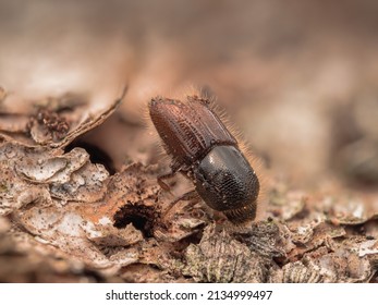 Close-up of a single bark beetle (Ips typographus) perched on a spruce trunk next to its burrow.