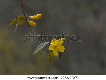 A close-up of a single bloom of carolina jessamine, Gelsemium sempervirens. Flower, buds and leaves. Color photo.  