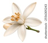 Close-up of a single blooming orange tree flower with visible pistils and stamen, isolated on a black background.