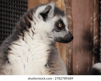 Close-up of a single captive Ring-tailed Lemur