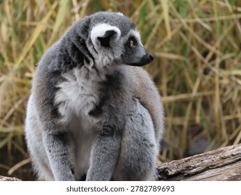 Close-up of a single captive Ring-tailed Lemur