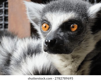Close-up of a single captive Ring-tailed Lemur