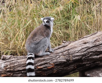 Close-up of a single captive Ring-tailed Lemur