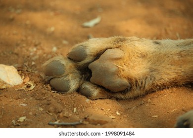 Close-up Of A Single Cheetah Paw Against Red-brown Dirt