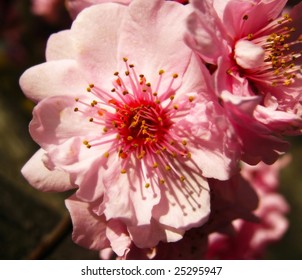 Closeup of a single delicate pink cherry blossom.