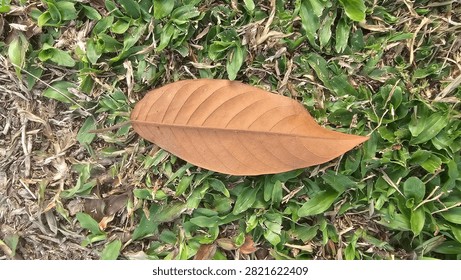 Close-up of a single dried brown leaf resting on fresh green grass. Natural contrast between changing seasons, ideal for themes of autumn, nature, ecology, environment, growth, transition and outdoor backgrounds with copy space.