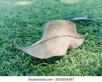 Close-up of a single dry fallen leaf resting on green grass with a shallow depth of field and natural outdoor lighting. Minimalist nature background with selective focus, symbolizing autumn, change, environment, and tranquility.