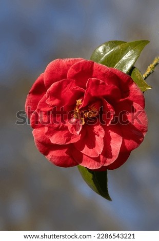 Closeup of single flower of Camellia 'Adolphe Audusson' in a garden in Spring