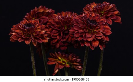 Close-up Single Flower On A Dark Background