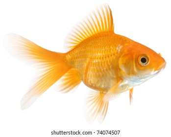 35,615 Goldfish yellow Images, Stock Photos & Vectors | Shutterstock