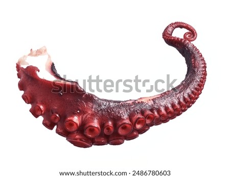 Close-up of a single isolated red octopus tentacle against a white background.