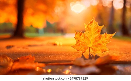 Close-up of a single orange autumn leaf on the ground, with a blurred background of vibrant fall foliage. The warm sunlight enhances the golden tones, creating a cozy and serene autumn scene. - Powered by Shutterstock