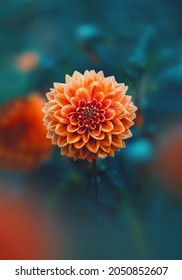 Close-up of a single orange dahlia flower against teal dark moody background. Shallow depth of field with soft focus and foreground flowers - Shutterstock ID 2050852607