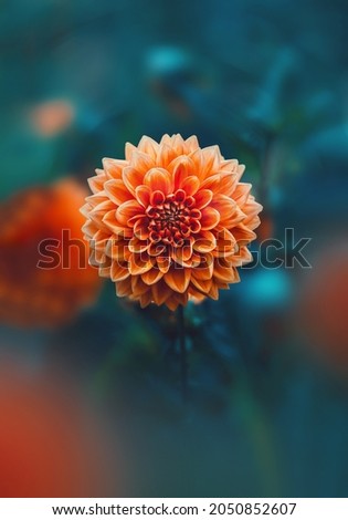 Close-up of a single orange dahlia flower against teal dark moody background. Shallow depth of field with soft focus and foreground flowers