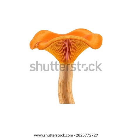 Close-up of a single orange slice with white pith and translucent segments on transparent background