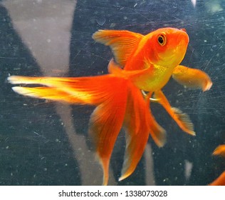 Double Tailed Goldfish Images, Stock 