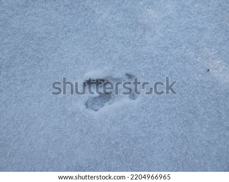 Similar – Barefoot tracks in the snow