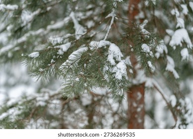Closeup of single pine needle dusted with fresh snow with soft background, An intimate shot of solitary snowdusted pine needle showcasing fine texture and color contrast