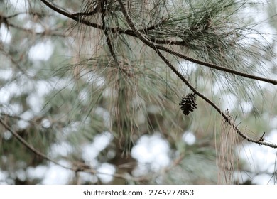 Close-up of a single pinecone hanging from a pine branch amidst green needles. Soft natural light illuminates the tranquil, evergreen forest setting. Serene nature.