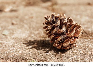 A closeup of a single pinecone on the ground with sunlight shining on it, casting shadow