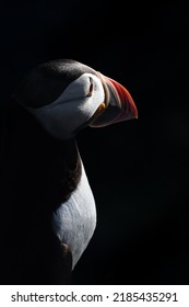 Close-up of a single puffin with a dark background and a tough of light