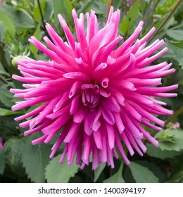 Closeup Of Single Purple Gem Dahlia Flower