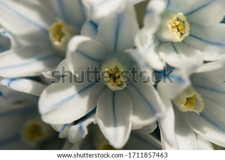 Close-up of a single pushkin