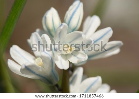 Close-up of a single pushkin