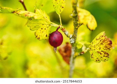 A close-up of a single red berry hanging from a thin branch surrounded by vibrant yellow leaves. The background is softly blurred, emphasizing the berry and leaves. - Powered by Shutterstock