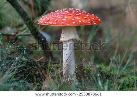 close-up of a single red with white dotts fly agaric fungus 
